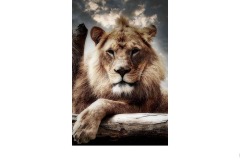 Looking at you. - James Mexias (Commended - Open B Grade - 23 Feb 2020 PDI)