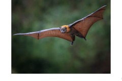 Flying Fox - Kyffin Lewis (Commended - Open A Grade - 23 Feb 2020 PDI)