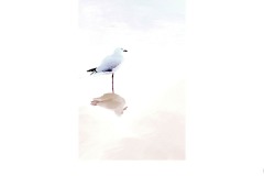 Lorne - On reflection - Ralph Domino (Commended - Set Subj B Grade - 23 Feb 2020 PDI)