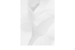 Delicate - Elizabeth Jackson (Best - Set Subj B Grade - 23 Feb 2020 PDI)