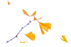 Fly Away - John Godfrey (Highly Commended - Set Subj B Grade - 23 Feb 2020 PDI)