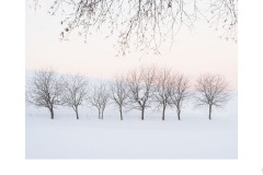 Nine  Trees - Lesley Bretherton (Best - Set Subj A Grade - 23 Feb 2020 PDI)