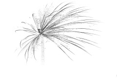 Moomba 2020 - Alan Donald (Commended - Set Subj A Grade - 23 Feb 2020 PDI)