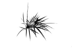 Bamboo Black & White - Annette Donald (Commended - Set Subj A Grade - 23 Feb 2020 PDI)