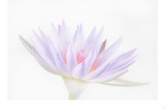 Water Lily - Paul Dodd (Commended - Set Subj A Grade - 23 Feb 2020 PDI)