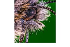 23 July 2020: PDI Award Winners: Judge - Mario Mirabile; Set Subject - Macro 