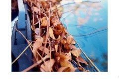 Autumn leaves - Matt Smith (Commended - Set Subj B Grade - 23 Jul 2020 PDI)