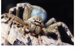 Badge Huntsman Neosparassus - Lee-Anne Thomson (Highly Commended - Set Subj B Grade - 23 Jul 2020 PDI)