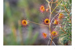 Climbing Sundew - Paul Wright (Commended - Set Subj B Grade - 23 Jul 2020 PDI)