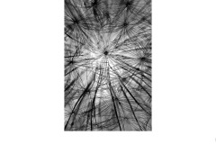 Fairies - Ralph Domino (Highly Commended - Set Subj B Grade - 23 Jul 2020 PDI)