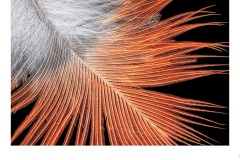 Fluffy Feather - Ruth Woodrow (Commended - Set Subj A Grade - 23 Jul 2020 PDI)