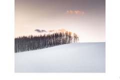 Forest Sunrise - Lesley Bretherton (Commended - Open A Grade - 23 Jul 2020 PDI)