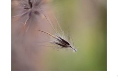 Freedom - Gaye Beal (Commended - Set Subj B Grade - 23 Jul 2020 PDI)