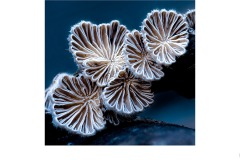 Fungi Macro - Tuck Leong (Commended - Set Subj A Grade - 23 Jul 2020 PDI)