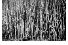 Into the Woods - Robyn Faris (Commended - Open B Grade - 23 Jul 2020 PDI)