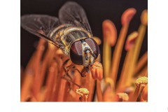 Just Grazing - Susan Rocco (Commended - Set Subj B Grade - 23 Jul 2020 PDI)