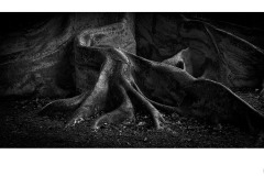 Roots - Tuck Leong (Commended - Open A Grade - 23 Jul 2020 PDI)