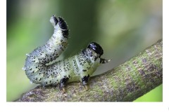 Sawfly Caterpillar - Nicole Andrews (Commended - Set Subj A Grade - 23 Jul 2020 PDI)