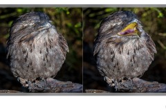 Tawny Diptych - John Godfrey (Commended - Open B Grade - 23 Jul 2020 PDI)