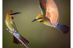 Bee-Eater-Face-off-Kyffin-Lewis-Commended-Open-A-Grade-PDI-23-Jun-2022