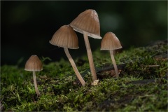 Fungi 4