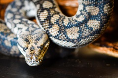 Snake-Eyes-Robyn-Faris-Commended-Open-B-Grade-PDI-23-Jun-2022