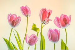 Tulips-Lesley-Bretherton-Highly-Commended-Open-A-Grade-PDI-23-Jun-2022