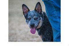 Blue Heeler pup - Graeme Diggle (Best - Open A Grade - 23 Sep 2021 PDI)