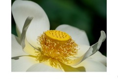 Lotus Flower - Sally Paterson (Commended - Open A Grade - 23 Sep 2021 PDI)