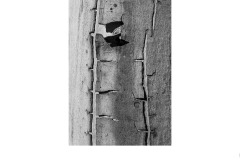 Natural steps - Kaye Linsdell (Commended - Set Subj B Grade - 23 Sep 2021 PDI)