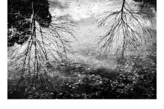 Reflections - Russell Turner (Commended - Open B Grade - 23 Sep 2021 PDI)