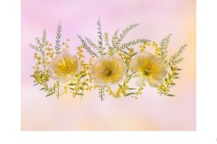 Three Roses Three Wattles  - Lesley Bretherton (Highly Commended - Open A Grade - 23 Sep 2021 PDI)