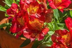 Alstrameria - Susan Rocco (Commended - Set Subject A Grade - 24 Feb 2022)