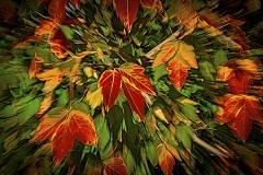 Autumn-Colour-Contrast-Mark-Devaraj-Commended-Set-Subject-A-Grade-24-Feb-2022
