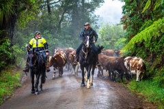 Cattle-Drive-no-1-Lindsay-Muirhead-Commended-Open-B-Grade-24-Feb-2022