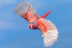 Finch-in-flight-Kyffin-Lewis-Highly-Commended-Open-A-Grade-24-Feb-2022