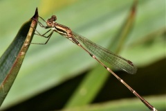 Golden-Damsel-Adrian-Fisher-Commended-Open-B-Grade-24-Feb-2022