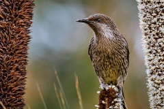 Little-Wattlebird-Paul-Dodd-Highly-Commended-Open-A-Grade-24-Feb-2022