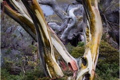 Snowgums-Gary-Richardson-Commended-Open-A-Grade-24-Feb-2022