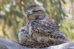 Tawny-Frogmouth-Jerzy-Alexander-Lau-Commended-Open-A-Grade-24-Feb-2022