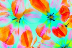 Tulips-Lesley-Bretherton-Commended-Set-Subject-A-Grade-24-Feb-2022