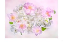 Camelias and Bouganvillea - Lesley Bretherton (Highly Commended - Open A Grade - 24 Jun 2021 PDI)
