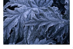 Frosty artichokes - Kaye Linsdell (Highly Commended - Open B Grade - 24 Jun 2021 PDI)