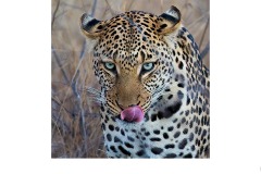 Lunch? - David Sherwood (Best - Open A Grade - 24 Jun 2021 PDI)