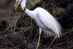 Egret-in-trouble-Kyffin-Lewis-Commended-Open-A-Grade-24-Mar-2022