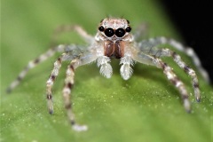 Spider-Portrait-Adrian-Fisher-Best-Open-B-Grade-24-Mar-2022