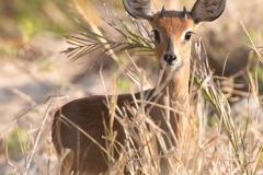Startled-David-Sherwood-Highly-Commended-Open-A-Grade-24-Mar-2022