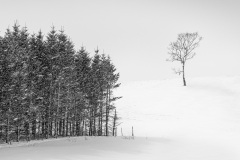 Two-Birds-in-a-Tree-Lesley-Bretherton-Best-Open-A-Grade-24-Mar-2022