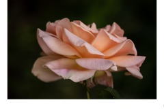 Apricot Delight - Sally Paterson (Commended - Open A Grade - 24 Sep 2020 PDI)