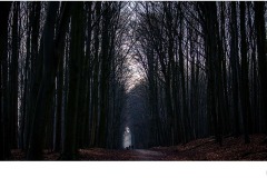 Belgian Wood - John Godfrey (Commended - Set Subj B Grade - 24 Sep 2020 PDI)